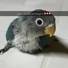 فروخ فيشر هولندي