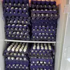 بيض دجاج بلدي مائدة