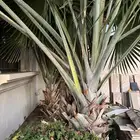 نخل Bismarckia Nobilis بسماركية نبيلة