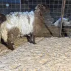 ذبايح للبيع جميع الانواع