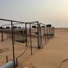 شبوك غنم