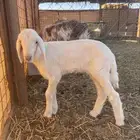 داغوره حريه