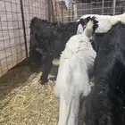 تيوس للبيع