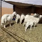 ضان حريات