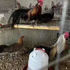 دجاج فونكس جوزين