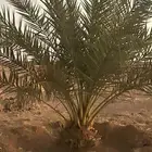 عندي برني العيص نخل طيب كبير واريد فيه تبديل عجوا