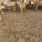 تم البيع للبيع طليان سواكن ذبايح شرط