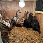 دجاج بلدي لون ماكنتوش و بوران