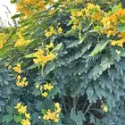 أشجار وشتلات أكاسيا جلوكا بجميع المقاسات للكميات