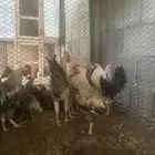 ديوك للبيع