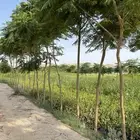 اشجار ونباتات مشاتل متنوعه