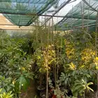 شتلة جاك رندا للبيع