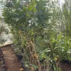 شتلة حناء فرنسي للبيع