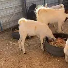 تيوس. جنوبيه شرط