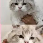 قطه لتبني ويخف الله فيهم