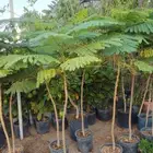 مزارع ومنسق حدائق