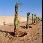فسايل ونخيل بجميع أنواعها ونخيل واشنطني