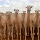قعدان سواكن بريدة