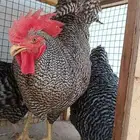 دجاج أمروك الأمريكي العملاق