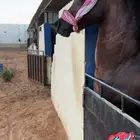 سايس خيل