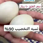 بيض بط بكيني وشرشير