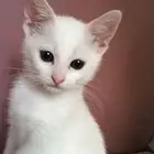 قطط ذكور 3 بحاله جيده للبيع