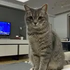 قط ذكر للتزاوج
