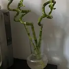 نبته
