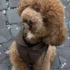 طلب تبن ي كلبة بودل قزم   أنثى