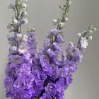 ورد طبيعي بالجمله