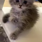 ابغى قططوه للتبني تكون اثنى و صغييره