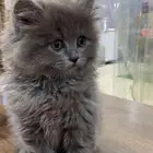 احتاج قطه عمر شهرين للتبني سكوتش او شيرازي