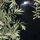 حساب- سناب شات 50k