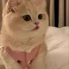 فندقة قطط منزليه مؤقته