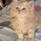 كيتين هيمالايا امريكي