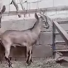 تيس ولد وعل فاخر لاهل الصنف
