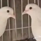 جوز صنعاني صافي وصوت طرب