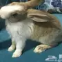 أرنب  للبيع