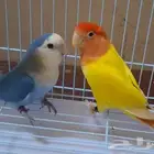 زوج روز للبيع.