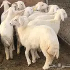 بهم حري للبيع عدد 10 طليان و 8رخال اعمارها بين4 شهور الى 6