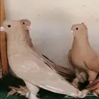 حمام منتج