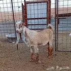 تيس عارضي أصفر
