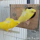 جوز لاتينو منتج