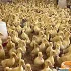 بط بكيني للبيع التواصل خاص