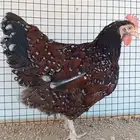 دجاجة سوساكس الأنجليزي