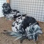 جوز بخارى ((( تم البيع )))