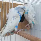 جوز هوقو منتج ((( تم البيع )))