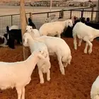 ذبايح شرط النظافة