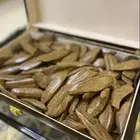 عود موروكي آصقون طبيعي محسن جبلي بسعر الجملة
