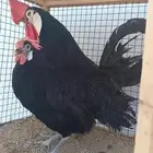جوز المهرج الأسباني